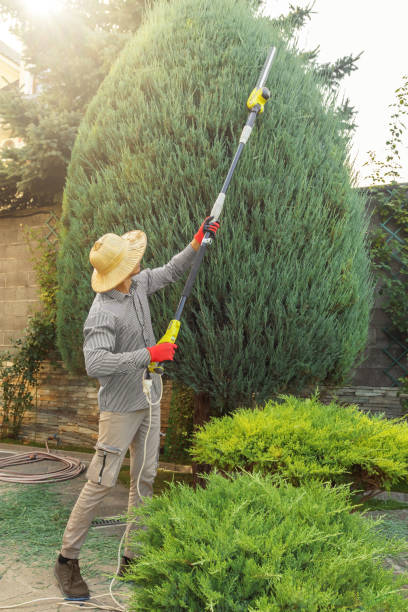 Why Choose Our Tree Removal Services in Layton, UT?